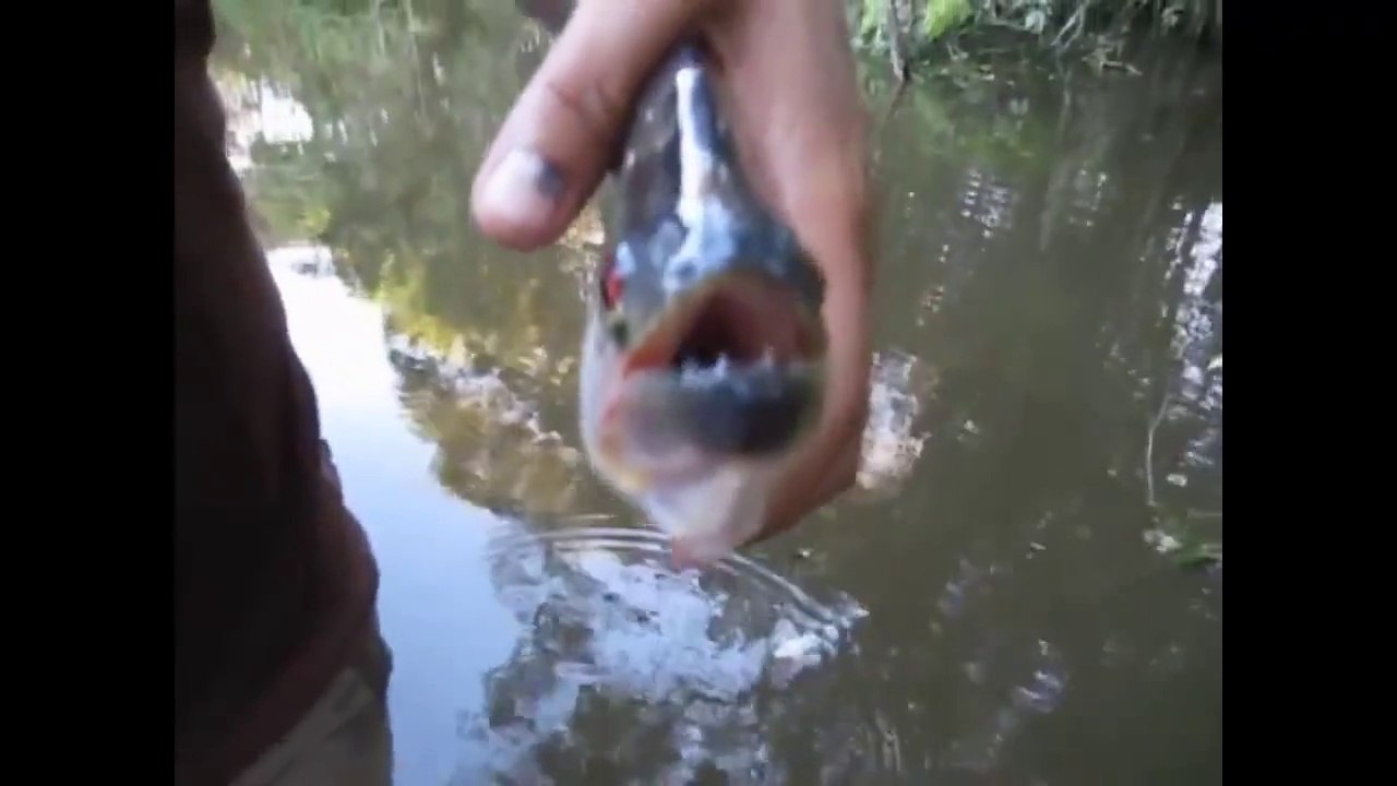 Amazing Creation