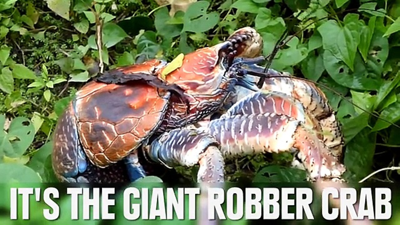 8 Creatures You Won't Believe Exist