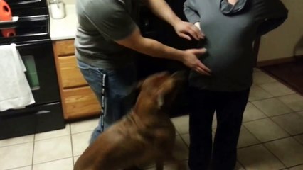 Un chien protège le ventre d'une femme enceinte