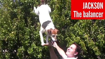 9 Dogs You Won't Believe Actually Exist