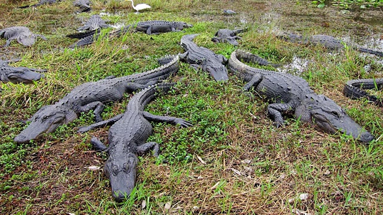 9 Things Only Floridians Understand (w_ GloZell)