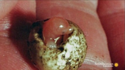 Baby Platypuses Hatching