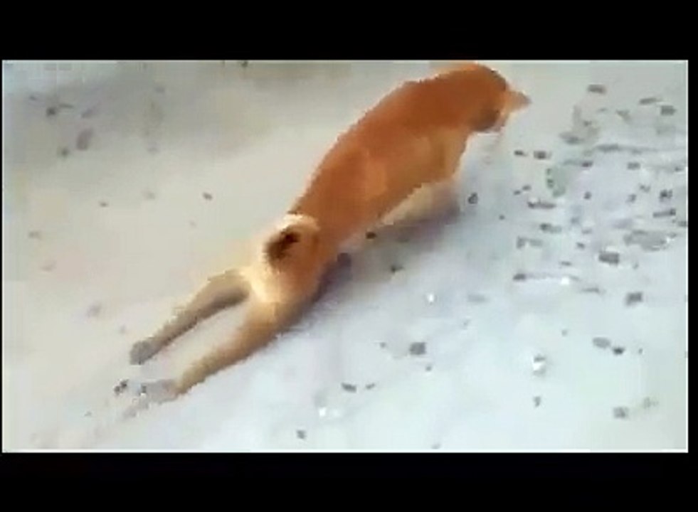 le chien qui kiffe