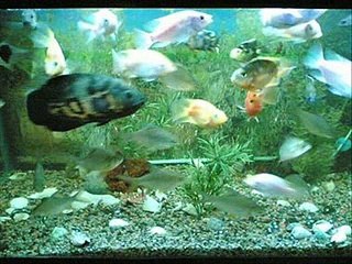 ابتهالات النقشبندى الله عليك