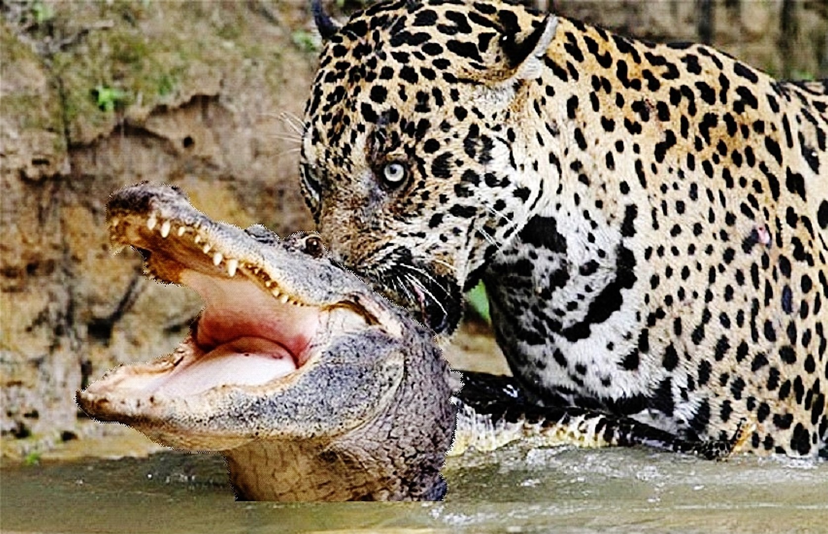 Jaguar Kills A Giant Crocodile 2015 Dailymotion Video