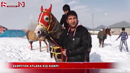 Şampiyon atlara kış kampı
