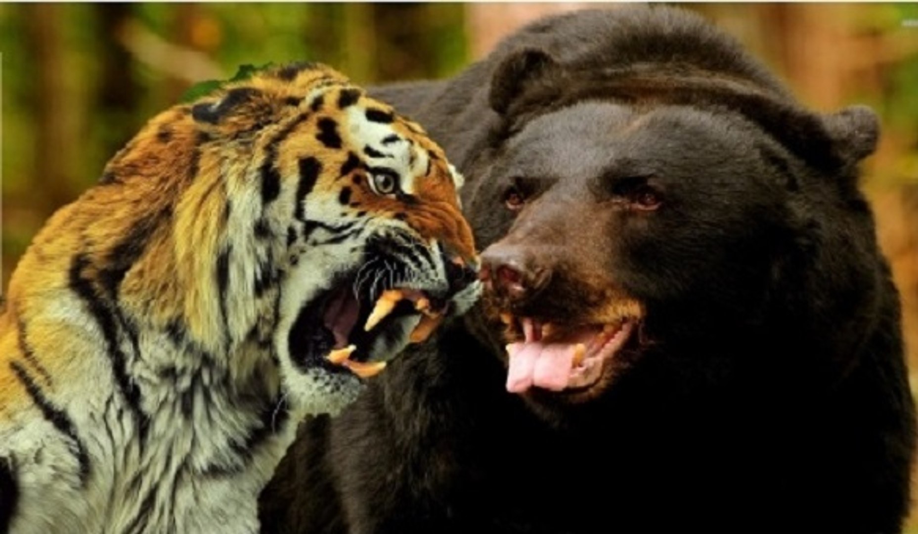 Тигр лев и медведь. Гималайский медведь против тигра. Медведь Гризли против тигра. Тигр и медведь. Уссурийский тигр и медведь.