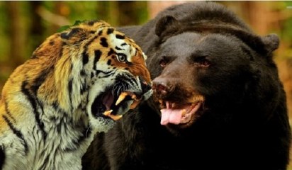 Siberian Tiger Kills a Black Bear