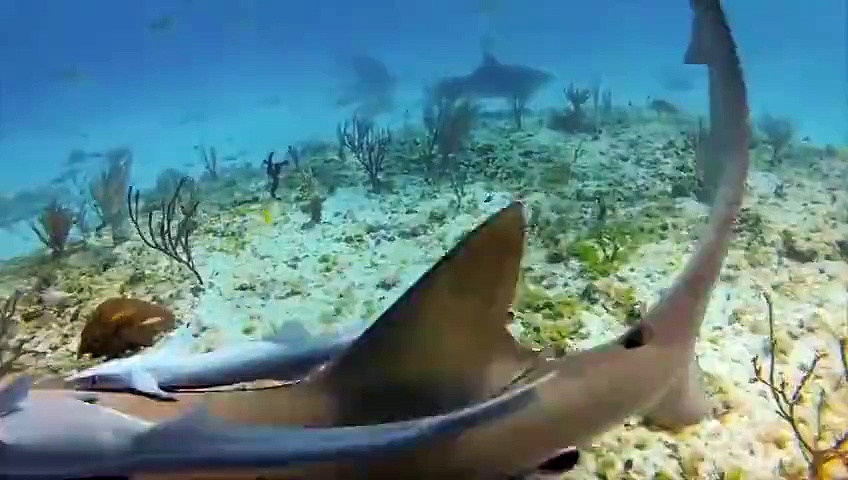 Köpekbalığıyla Dalış