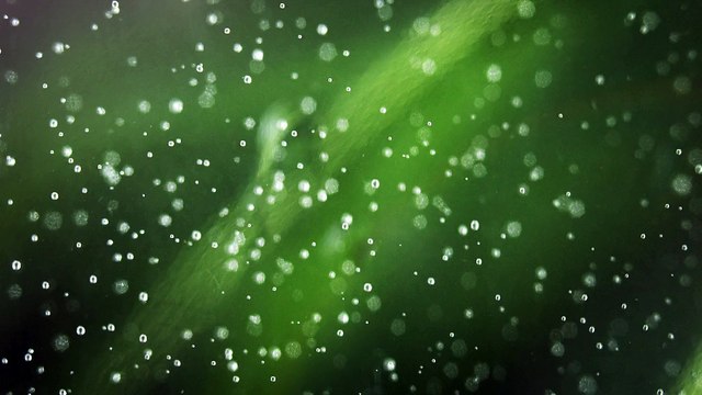 M&C Saatchi GAD pour Yves Rocher - produits de beauté, «Expertise», «Sérum végétal à la ficoïde glaciale» - janvier 2015