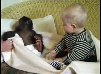 A Little Baby-Chimpanzee Bonding