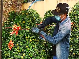 Китайцы скупают мандариновые деревья перед Новым годом