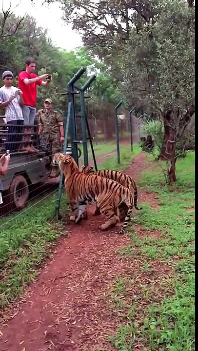 Tiger jumps to catch meat, filmed in slow-motion
