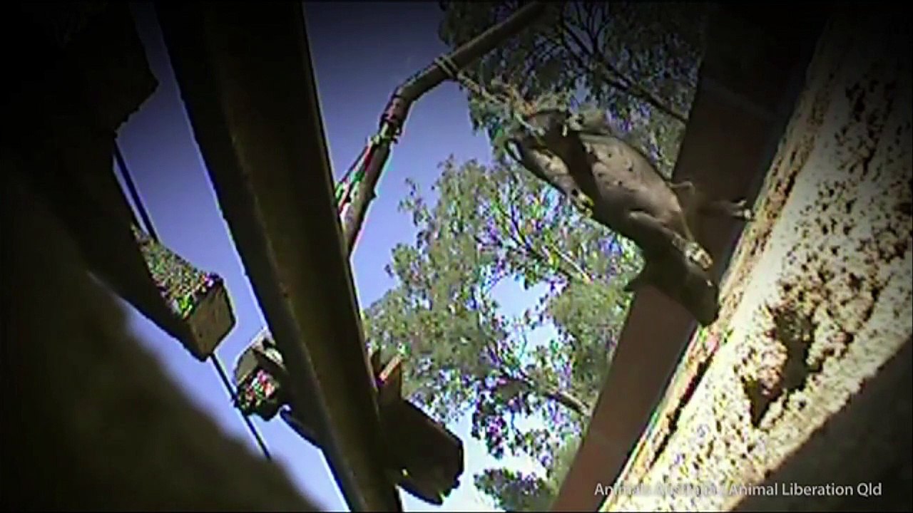Lebende Ferkel als Köder für Rennhunde