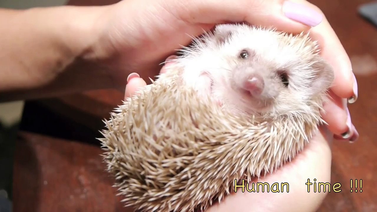 103# Un chien et un Hérisson deviennent amis