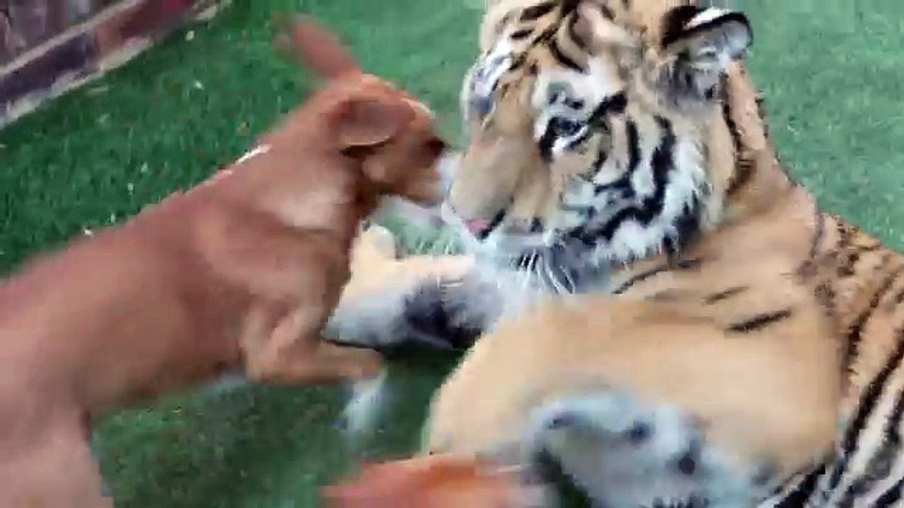 105# Un tigre joue avec 2 chiens dans le jardin
