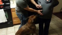 The dog protects the pregnant woman's stomach - Собака защищает живот беременной женщины