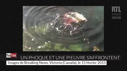 Un photographe filme une bataille entre un phoque et une pieuvre géante