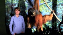 À la découverte de la forêt tropicale (exposition Sur la piste des grands singes)