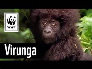 Virunga Full Movie