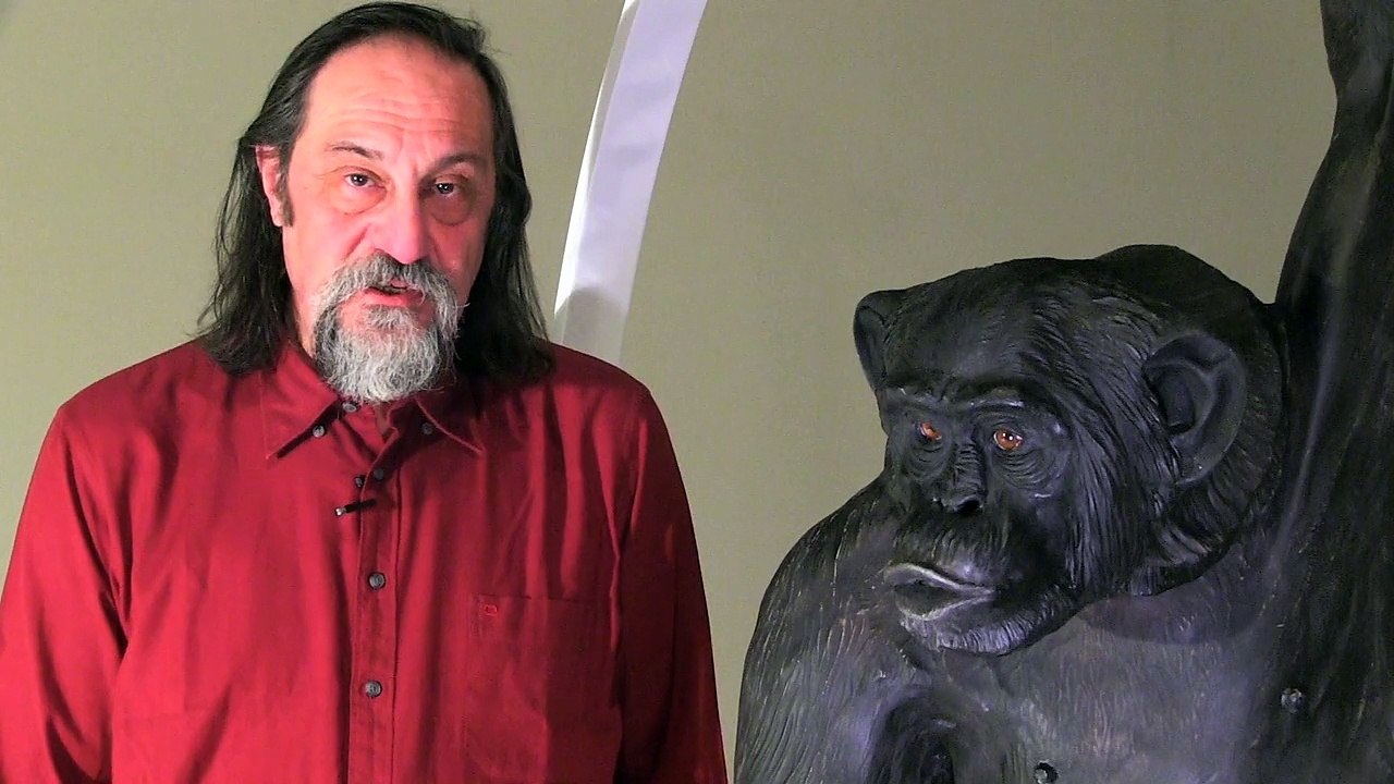 Qui sont les grands singes ? (exposition Sur la piste des grands singes)