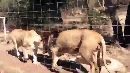 See Lions on a South Africa safari!