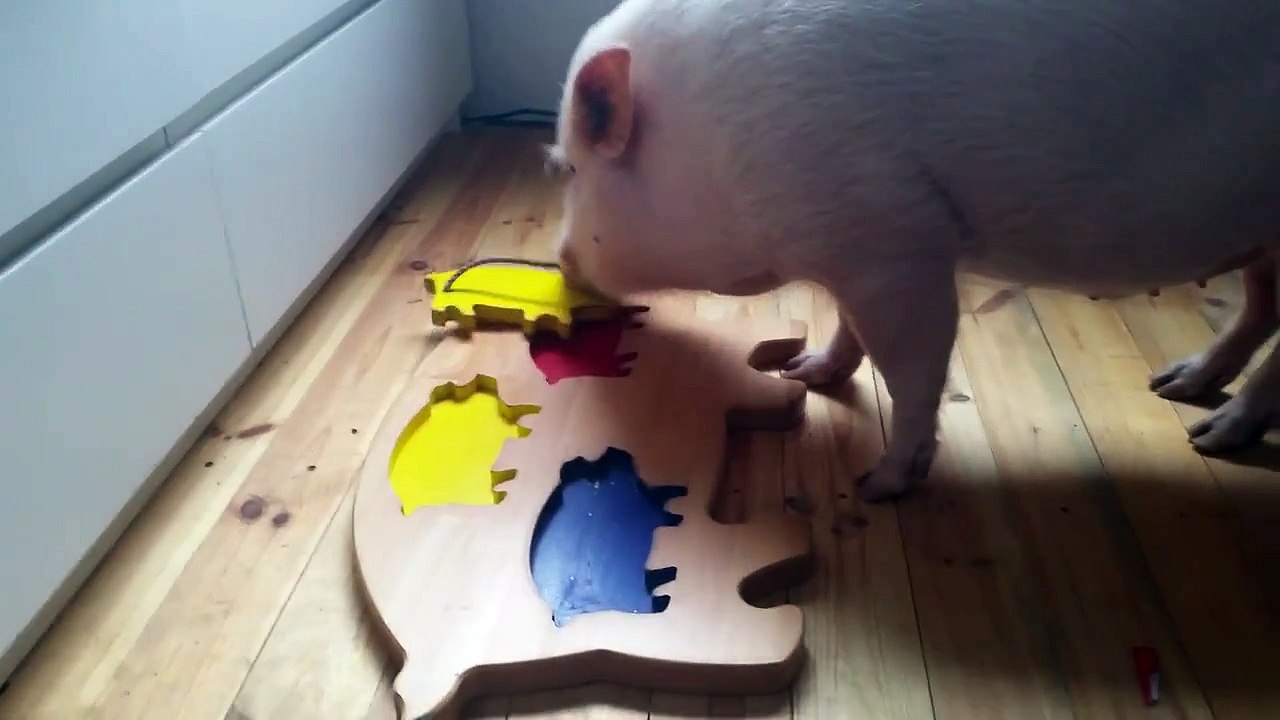 Pig managed a puzzle