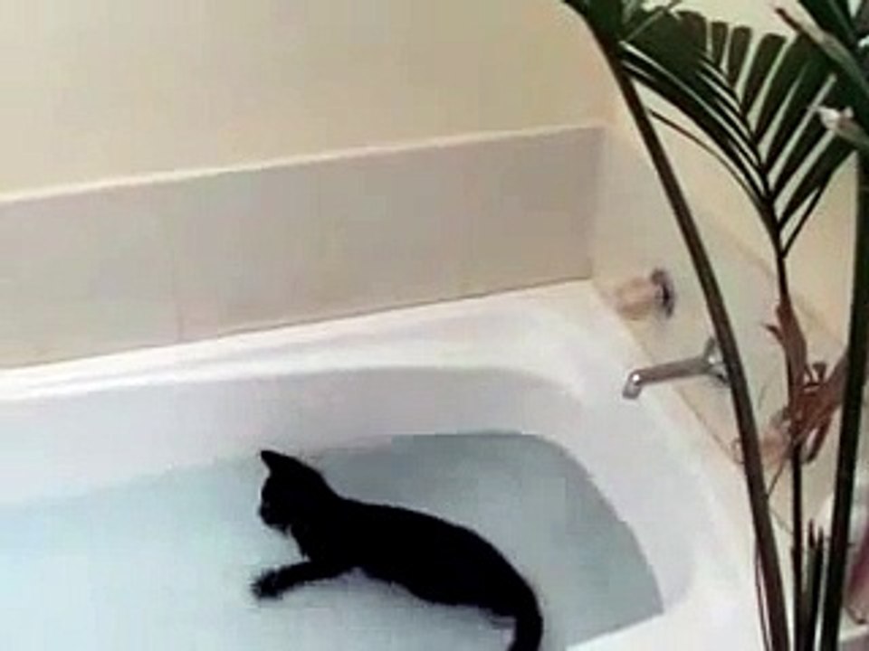 Un chat joue avec l'eau dans une baignoire