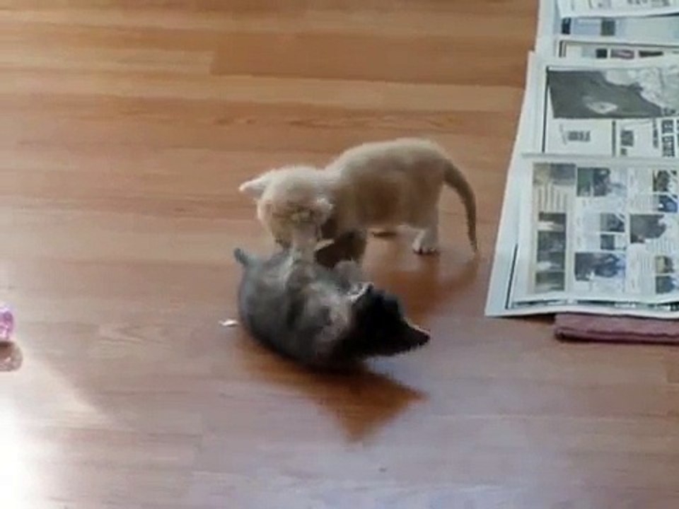 Un chaton met fin à une bagarre en détournant l'attention de manière insolite