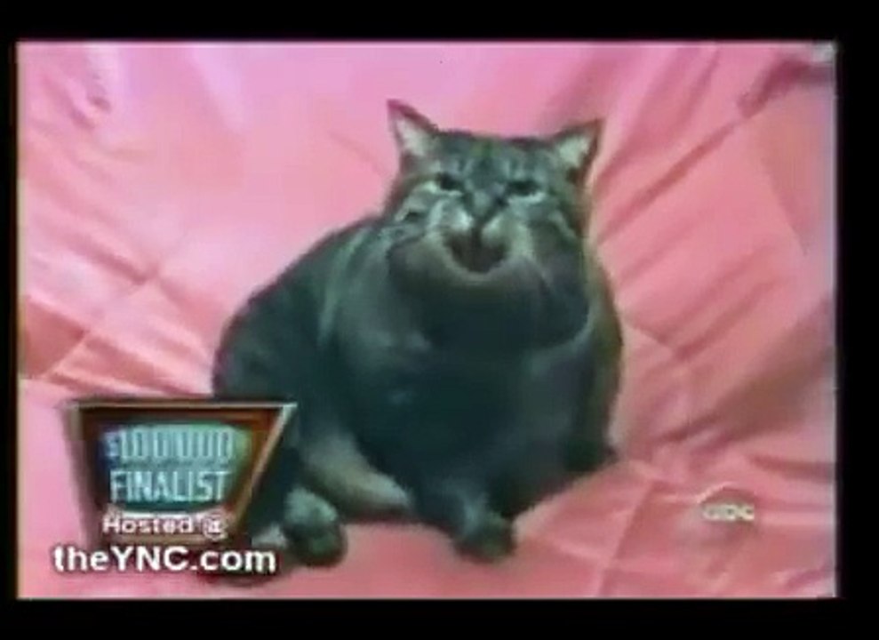 Un chat qui prend un coup de speed