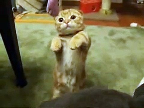 Un chat reste debout sur ses pattes arrières