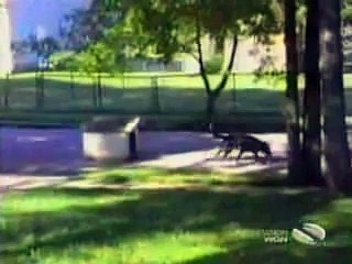 Beware Of Dogs ( Funny )   Comvdosadogs, Flv, Httpdpvdo, Funny,  beware