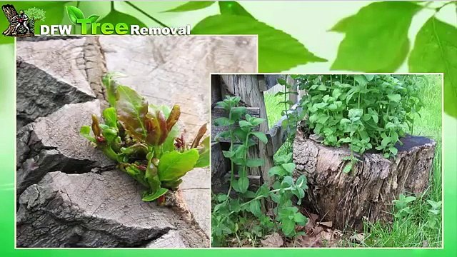 Dallas Stump Grinding | 214-556-5079 | Dallas Tree Services | Dallas Tree Removal