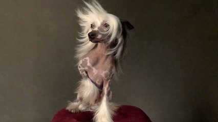 Vogue Diaries - Best in Show: Backstage Beauty with the Dogs of Westminster