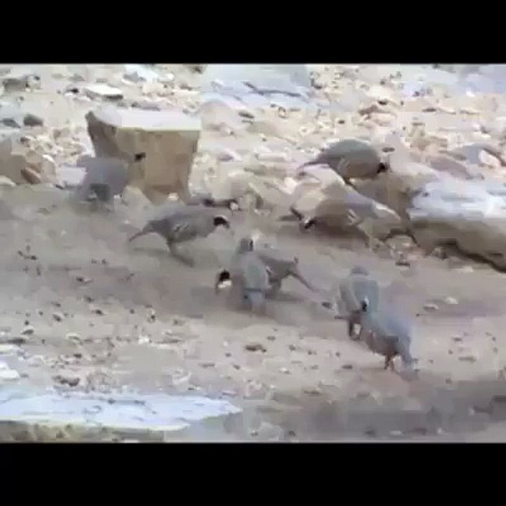 ظالم شکاری اپنے چند نوالوں کی خاطر اللہ کی مخلوق کے ساتھ اتنا طلم کرتے ہیں۔ ز...