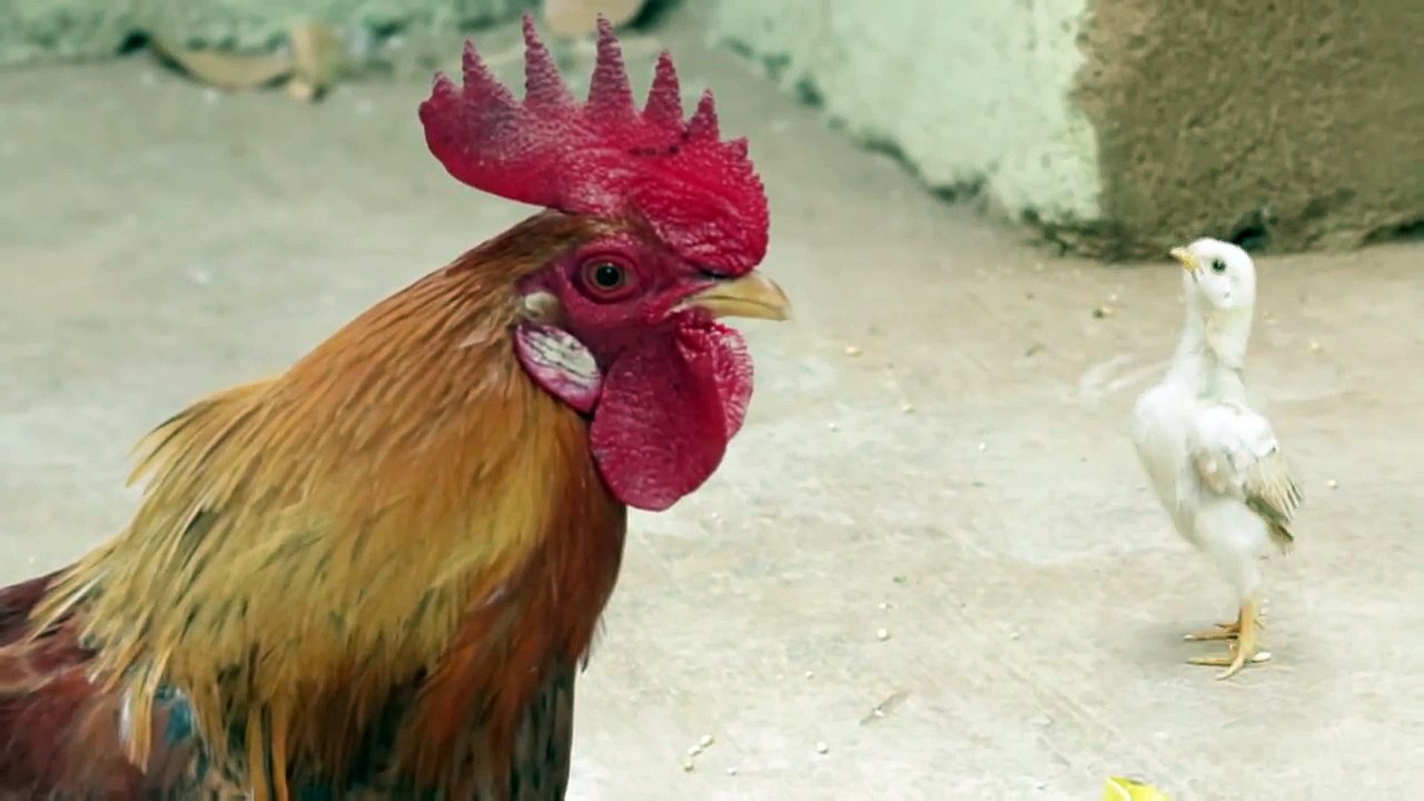 New Mentos Ad - Angry Chicken Dad