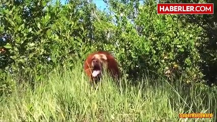 Köpeğini Aslan Kılığına Sokup, Ortalığı Karıştırdı