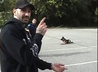 Un berger allemand ouvre et s'installe dans une voiture de police