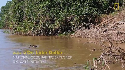 125# Un Jaguar attaque un crocodile au bord d'une rivière