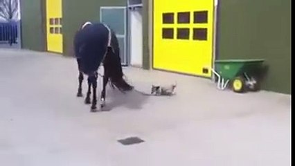 Dog takes horse for a walk