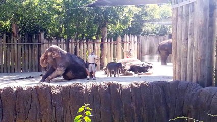 128# Un éléphant se brosse lui-même au Zoo