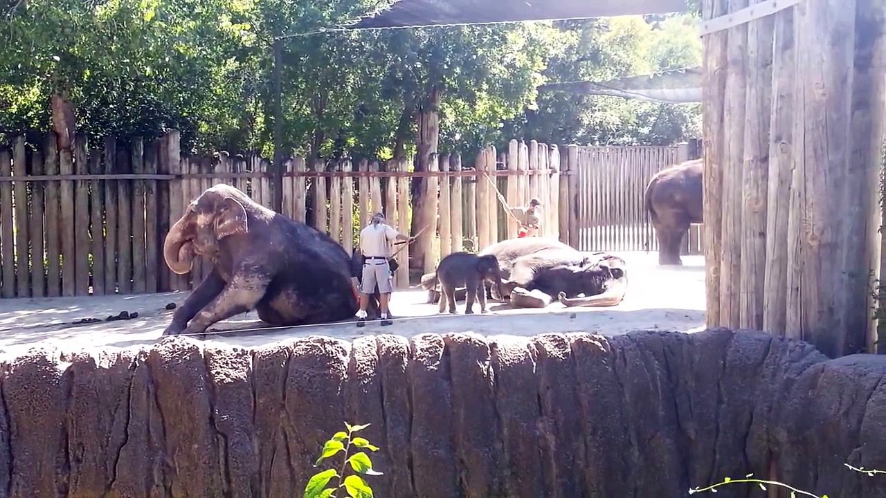 128# Un éléphant se brosse lui-même au Zoo