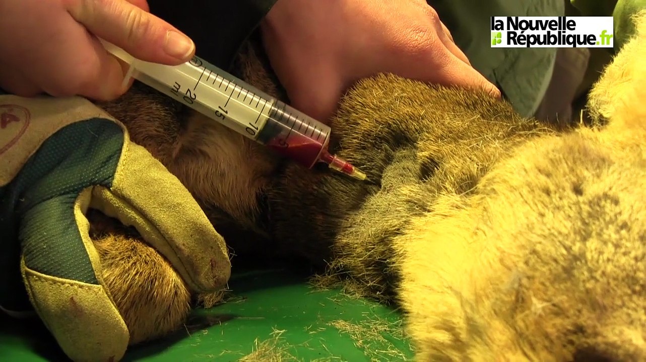 VIDEO. Visite médicale pour les chevreuils au labo du CNRS de Chizé (Deux-Sèvres)