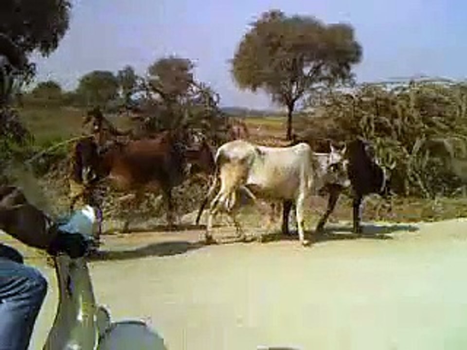 Trip vespa Rajasthan 2012-2013