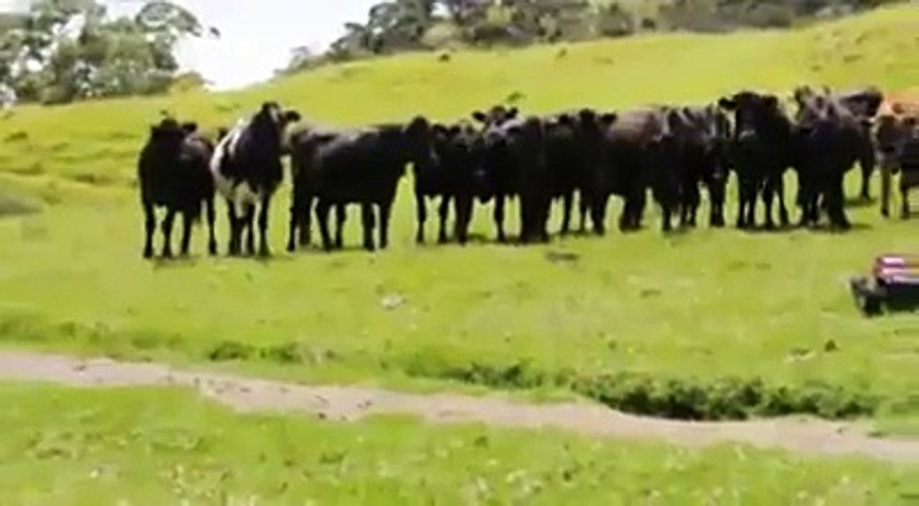 Amazing Fun With Animals