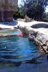 140# Ours Polaire joue avec un ballon au zoo de San Diego