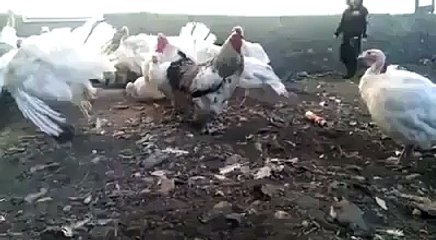 Ye Tu Baby Bachy k Sat Funny LOL Ho Gayaa