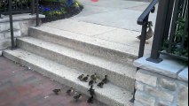 Merdiven Çıkmakta Zorlanan Ördek Yavruları