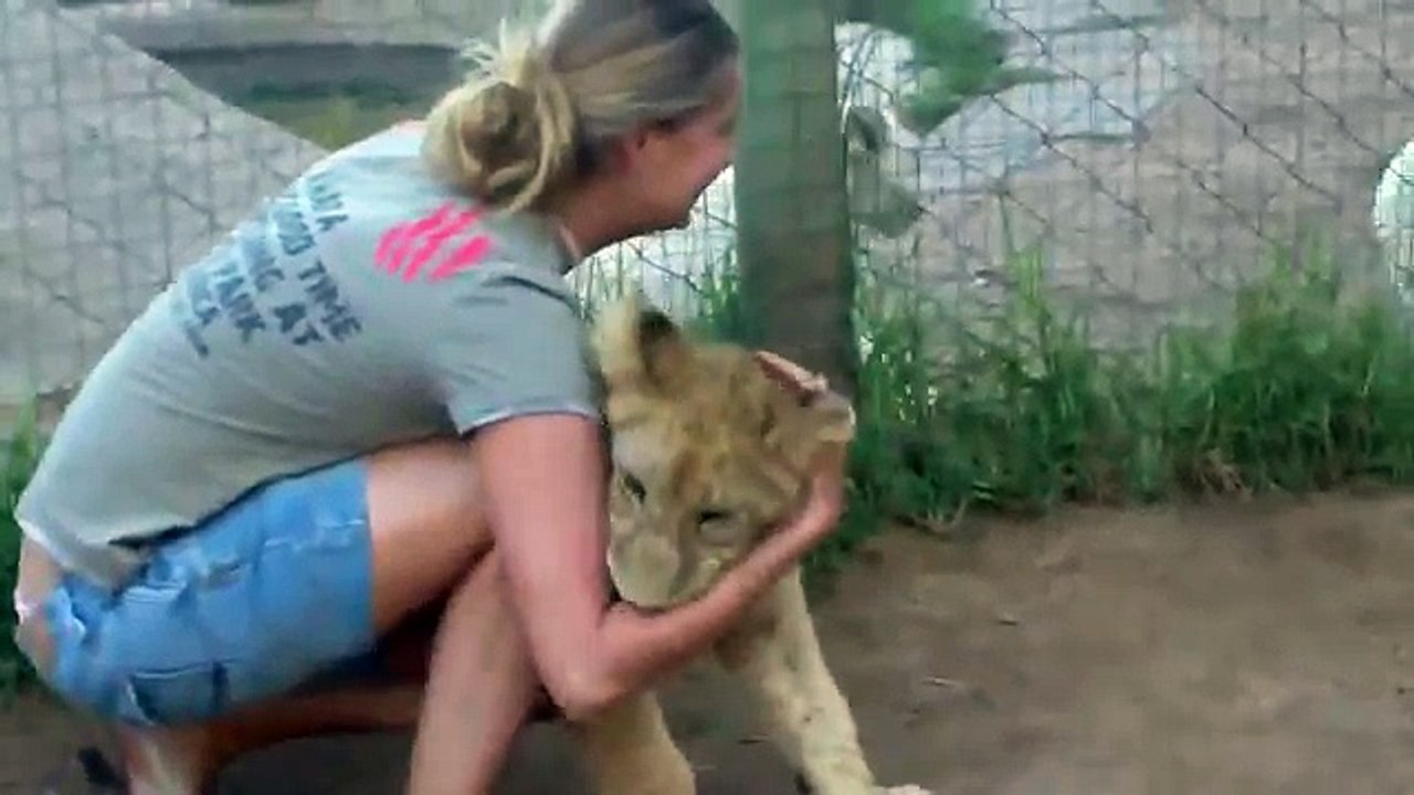 Waho, A young lady is getting mauled by two young lions