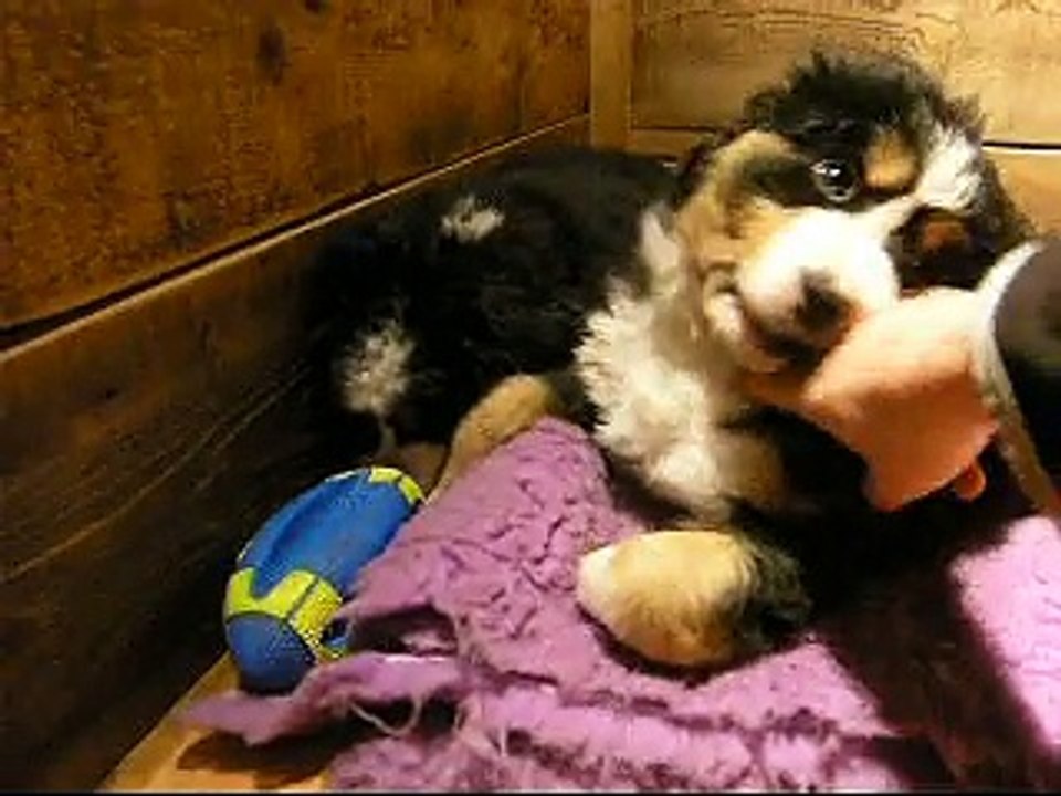 17 fév mâle rouge et femelle verte